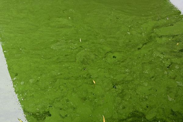 鱼池蓝藻怎么处理，最简便的是除去鱼池的表层水体