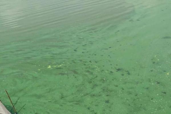 鱼池蓝藻怎么处理，最简便的是除去鱼池的表层水体