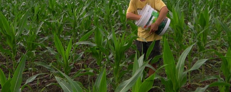 甜玉米怎么施肥