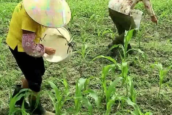 甜玉米怎么施肥，施肥原则为基肥为主、追肥为辅