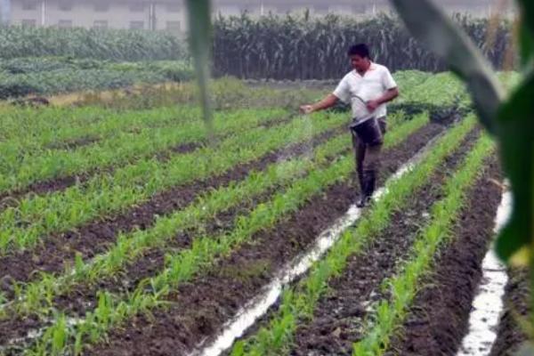 甜玉米怎么施肥，施肥原则为基肥为主、追肥为辅