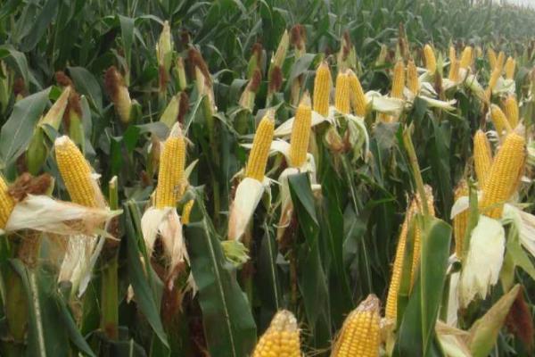 甜玉米怎么施肥，施肥原则为基肥为主、追肥为辅