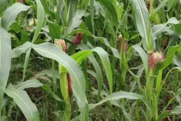 甜玉米怎么施肥，施肥原则为基肥为主、追肥为辅