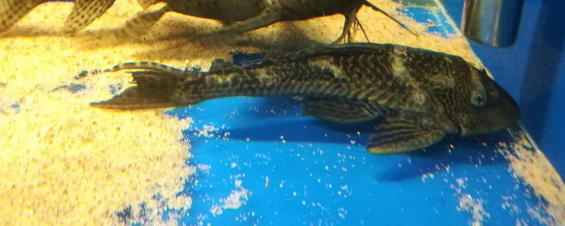 清道夫不想养了怎么处理