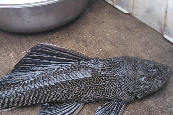 清道夫不想养了怎么处理，可以选择送人