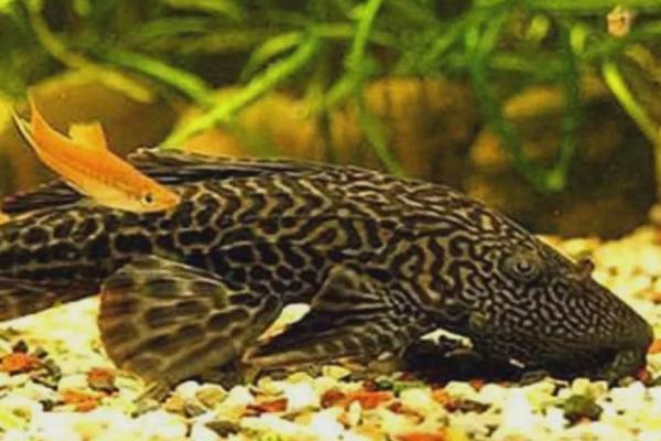 清道夫不想养了怎么处理，可以选择送人