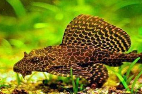 清道夫不想养了怎么处理，可以选择送人