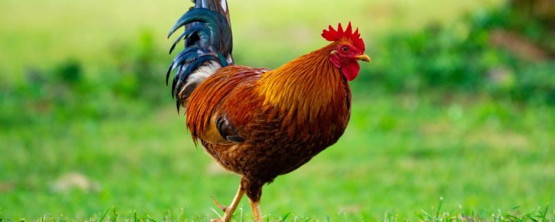 公鸡为什么会主动咬人