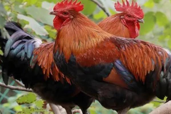 公鸡为什么会主动咬人，是由于它要树立威信和保护鸡群