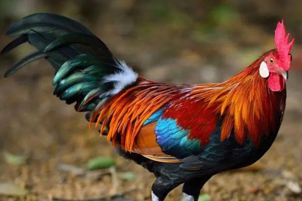公鸡为什么会主动咬人，是由于它要树立威信和保护鸡群