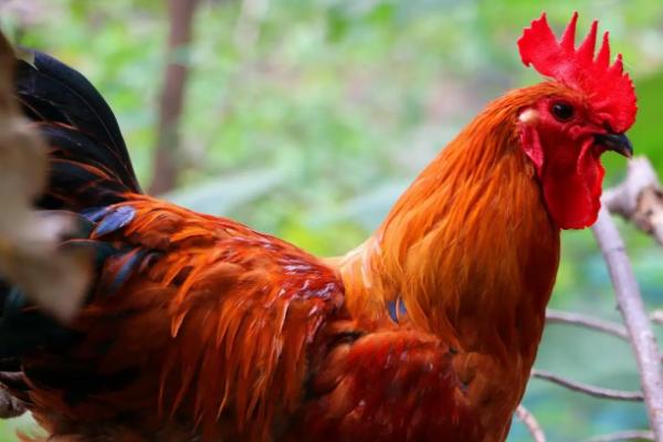 公鸡为什么会主动咬人，是由于它要树立威信和保护鸡群