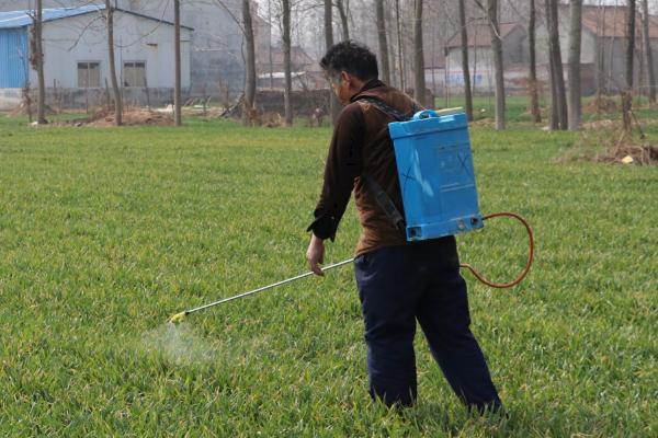 小麦赤霉病的防治技术，选择抗病良种，播前药剂拌种
