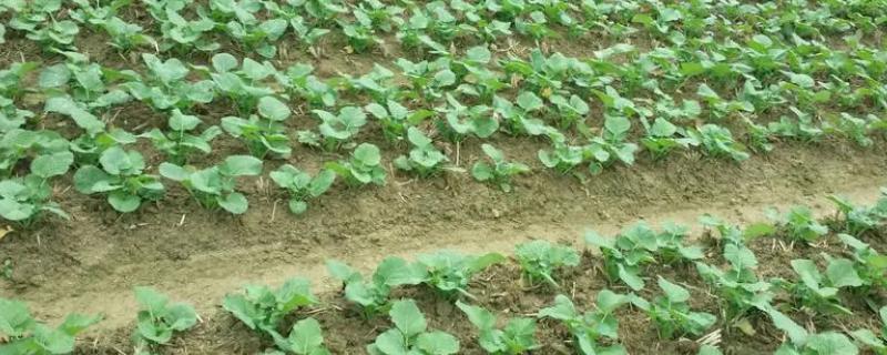 油菜几月份种植合适