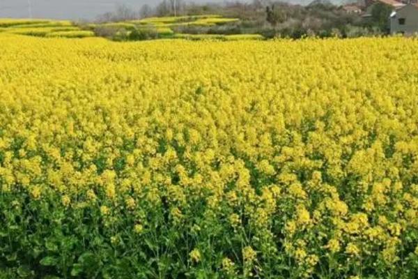 油菜几月份种植合适，9-11月种植为佳
