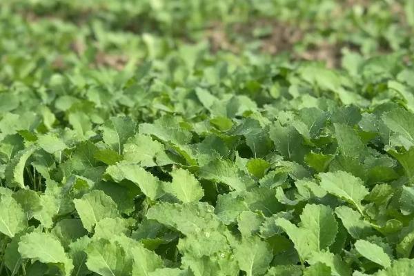 油菜几月份种植合适，9-11月种植为佳