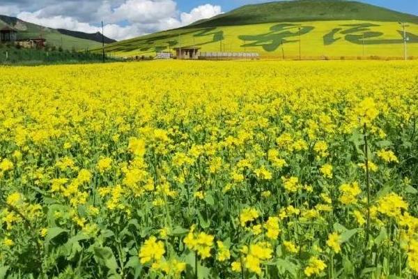 油菜几月份种植合适，9-11月种植为佳