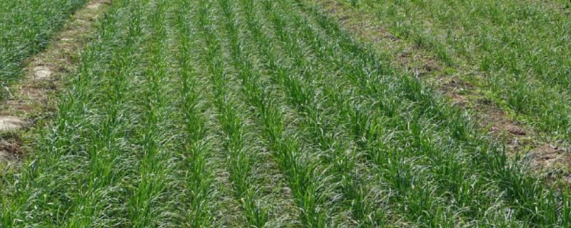 韭菜多少温度停止生长