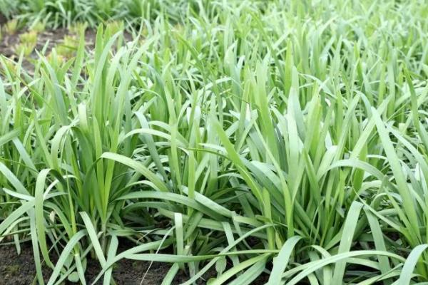 韭菜多少温度停止生长，温度超过35℃时停止生长