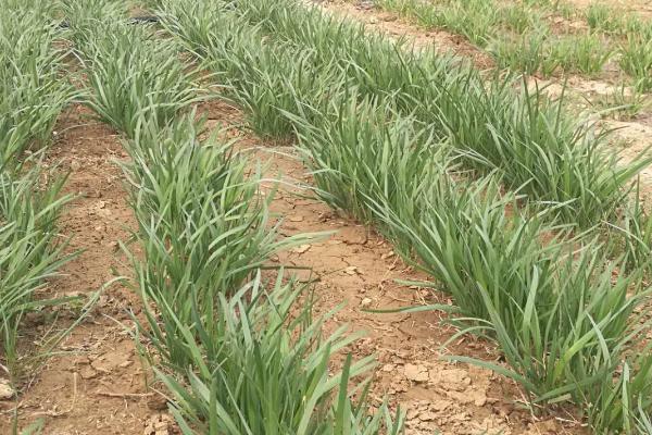 韭菜多少温度停止生长，温度超过35℃时停止生长