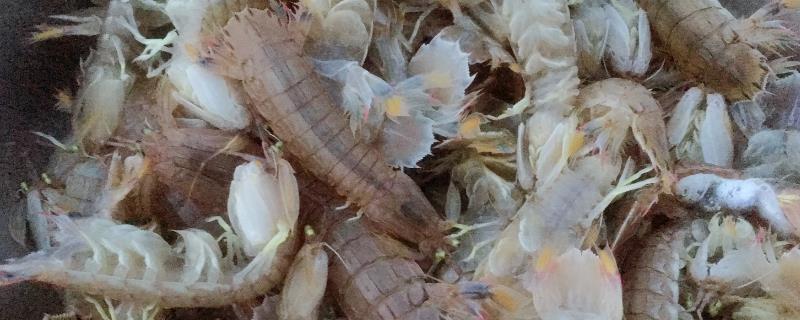 虾爬子什么季节最肥