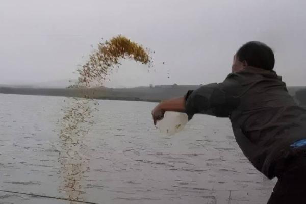 野钓是不是一定要打窝，可以不打窝但是打窝的效果更好