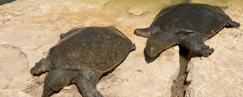 甲鱼的养殖前景如何