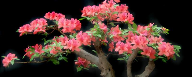映山红的养殖方法
