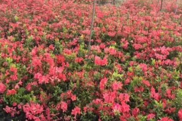 映山红的养殖方法，尽可能提供15-25°C的环境