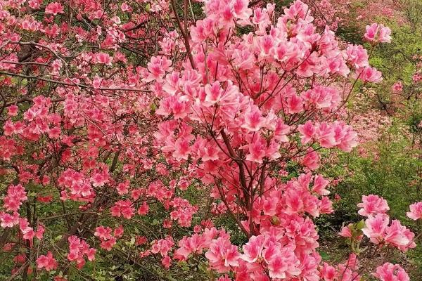 映山红的养殖方法，尽可能提供15-25°C的环境