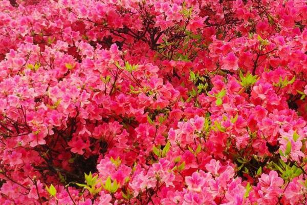 映山红的养殖方法，尽可能提供15-25°C的环境