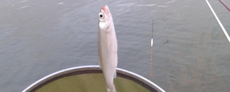 冬季钓鲫鱼怎么打隔夜窝