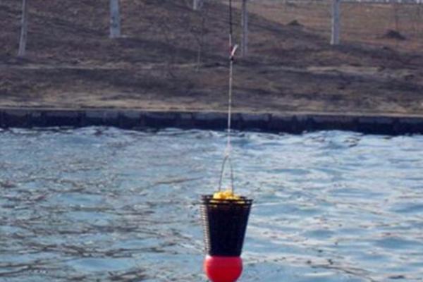 冬季钓鲫鱼怎么打隔夜窝，用带有浓重味道的物质打窝更合适