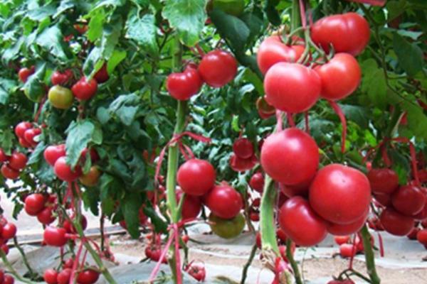 怎么防治秋番茄徒长，需及时定植严格控制苗龄