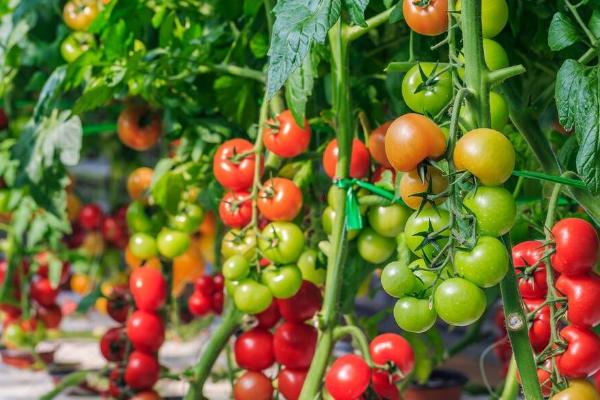 怎么防治秋番茄徒长，需及时定植严格控制苗龄