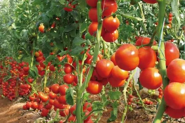 怎么防治秋番茄徒长，需及时定植严格控制苗龄