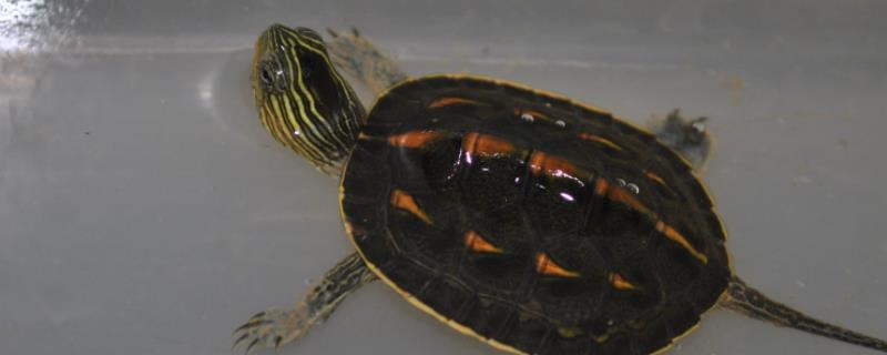 斑彩龟好不好养