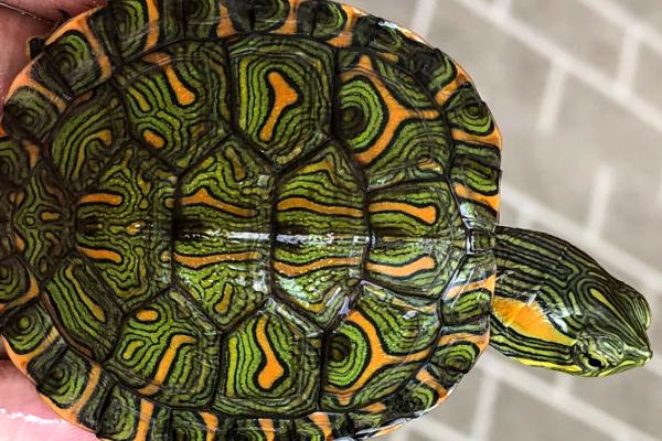 斑彩龟好不好养，适合新手饲养