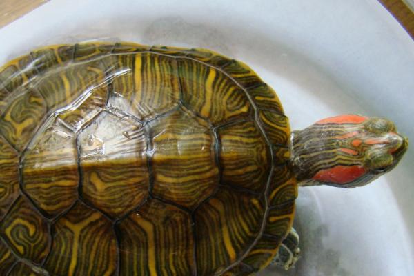 斑彩龟好不好养，适合新手饲养