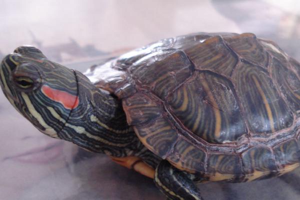 斑彩龟好不好养，适合新手饲养