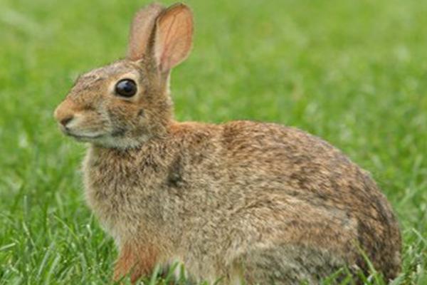 野兔冬天的生活规律，昼伏夜出、常躲藏在枯草或土洞中