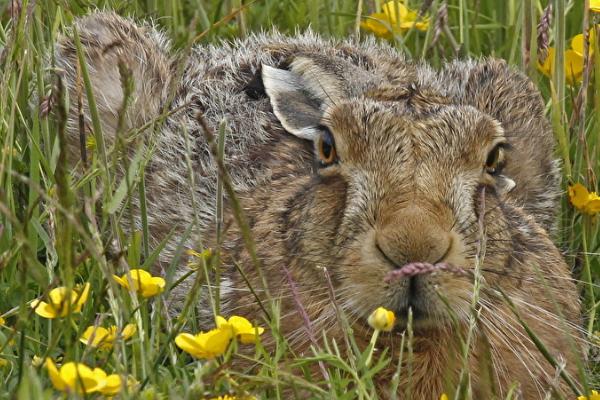野兔冬天的生活规律，昼伏夜出、常躲藏在枯草或土洞中