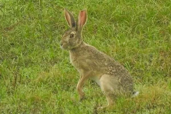 野兔冬天的生活规律，昼伏夜出、常躲藏在枯草或土洞中