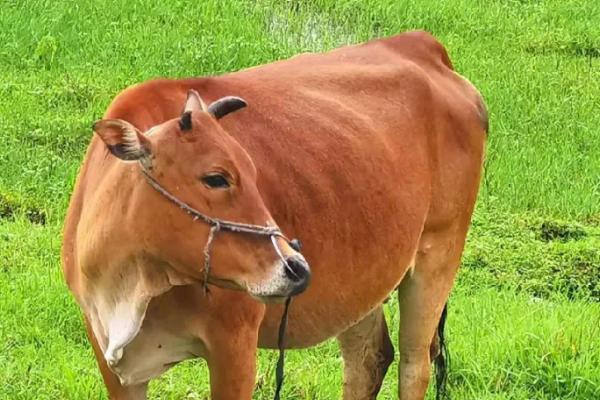 牛吃同类的毛如何处理，可皮下注射伊维菌素