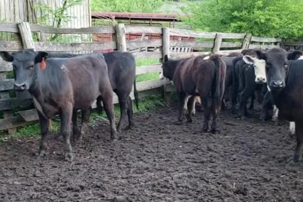 牛吃同类的毛如何处理，可皮下注射伊维菌素