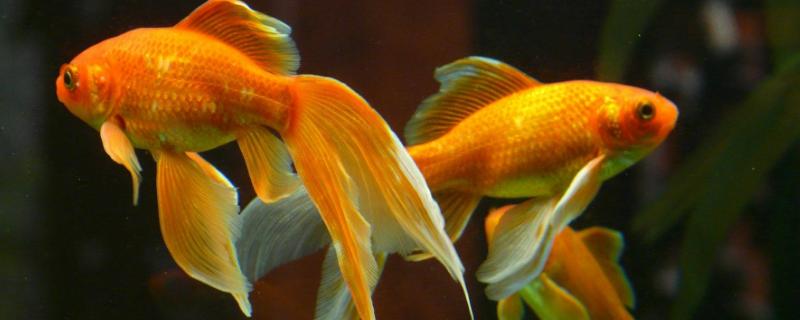 金鱼会不会饿死