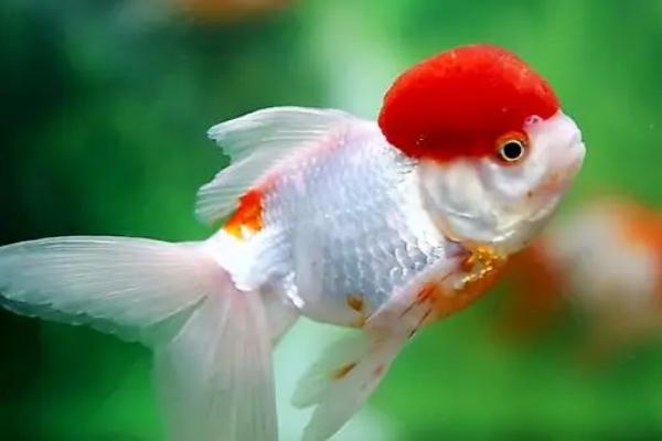 金鱼会不会饿死，长时间没有食物会饿死