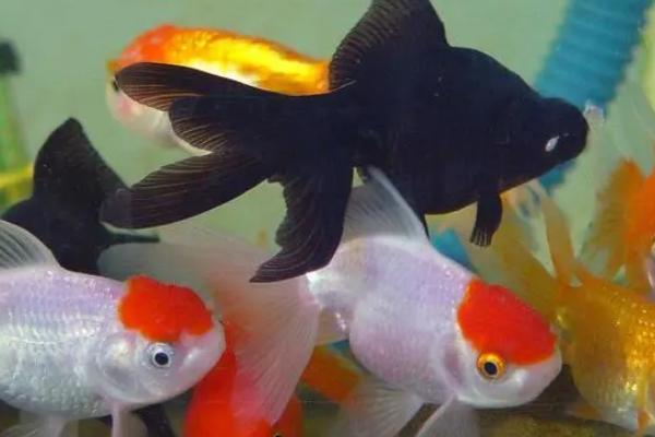 金鱼会不会饿死，长时间没有食物会饿死