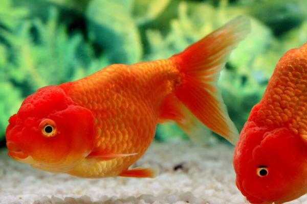 金鱼会不会饿死，长时间没有食物会饿死