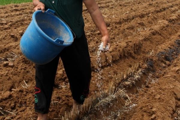 磷酸二铵效果为什么不好，连续单一施用则效果会变差