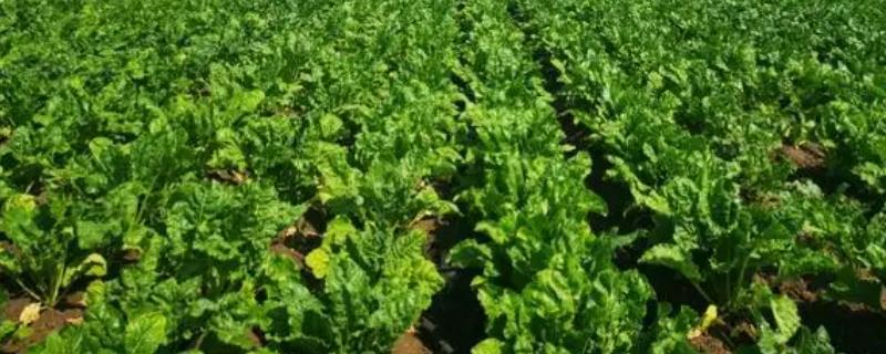 甜菜亩产多少斤